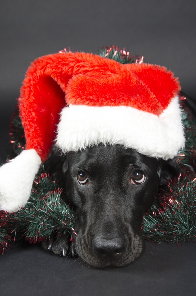 黑色圣诞狗狗图片(点击浏览下一张趣图)