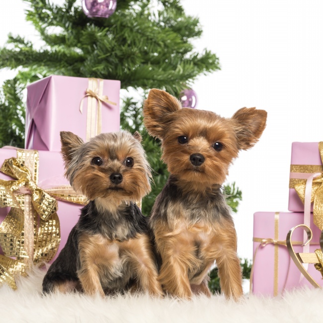 两只可爱圣诞狗狗图片(点击浏览下一张趣图)