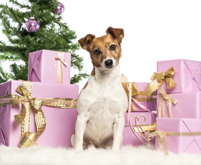 圣诞狗狗与圣诞礼物图片(点击浏览下一张趣图)