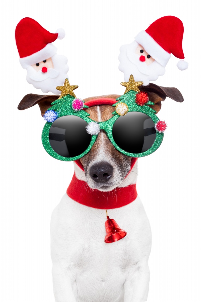 可爱圣诞狗狗图片(点击浏览下一张趣图)