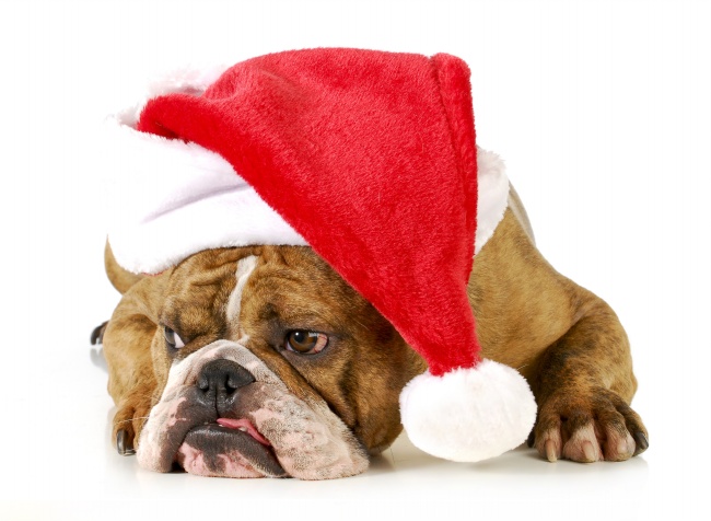 戴着圣诞帽的沙皮狗图片(点击浏览下一张趣图)