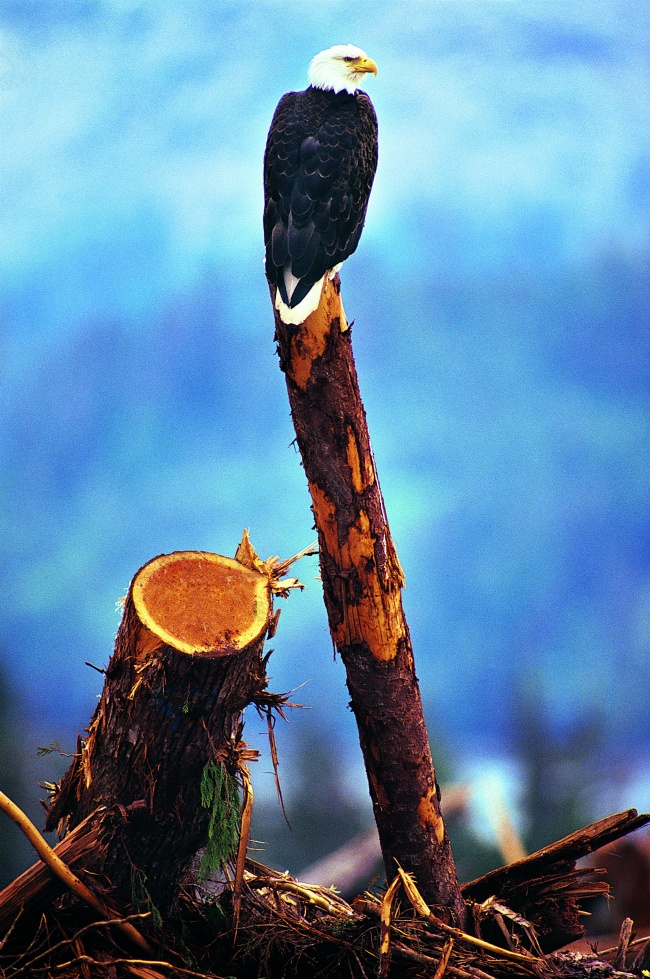 站在木头上的老鹰图片(点击浏览下一张趣图)