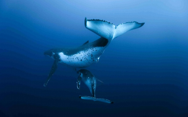 鲸鱼图片大全(点击浏览下一张趣图)