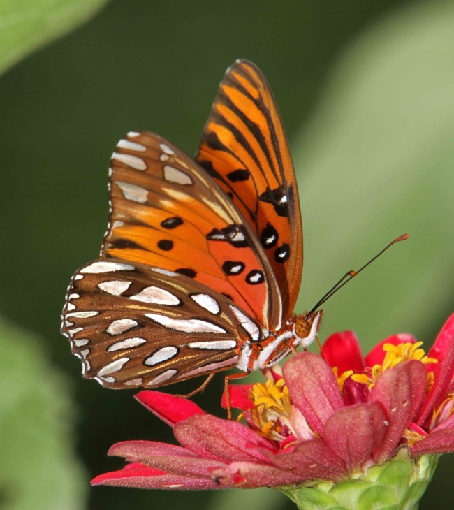 唯美蝴蝶花卉图片(点击浏览下一张趣图)