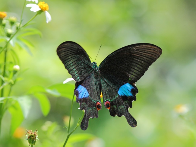 唯美黑色蝴蝶图片(点击浏览下一张趣图)