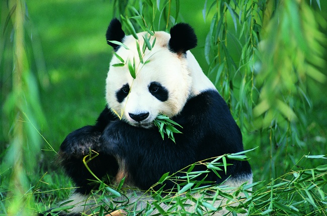 大熊猫吃竹子图片(点击浏览下一张趣图)
