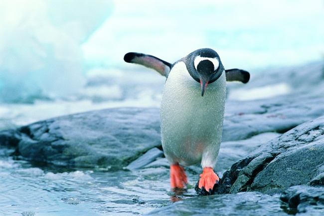 支棱着翅膀的可爱企鹅图片(点击浏览下一张趣图)