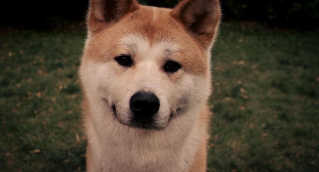 日本秋田犬图片(点击浏览下一张趣图)
