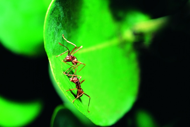 树叶上的两只蚂蚁图片(点击浏览下一张趣图)