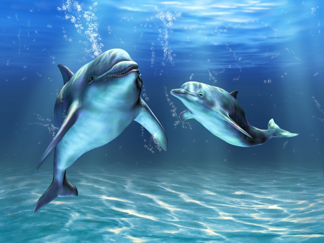 唯美海豚图片(点击浏览下一张趣图)
