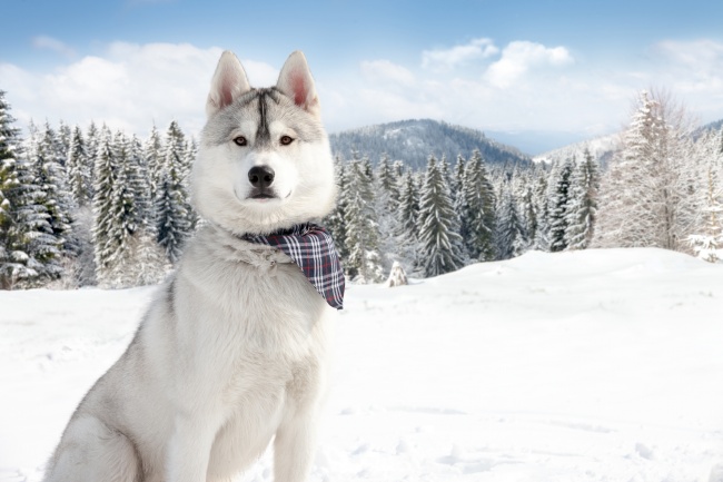 坐立雪中的西伯利亚雪橇犬图片(点击浏览下一张趣图)