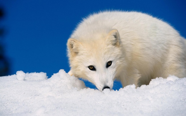 北极狐图片(点击浏览下一张趣图)