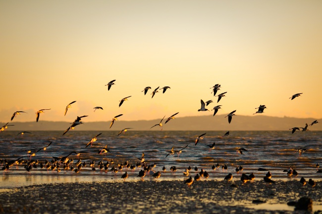黄昏海边海鸥美景图片(点击浏览下一张趣图)