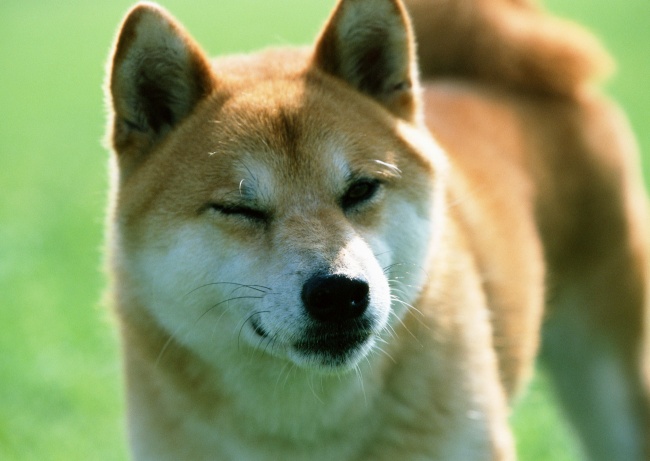 日本柴犬图片(点击浏览下一张趣图)