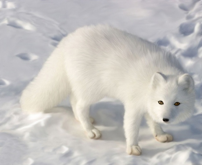 白狐图片(点击浏览下一张趣图)