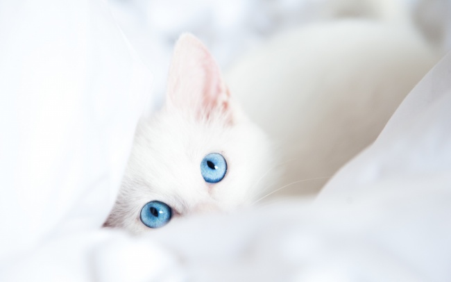 白色猫咪图片(点击浏览下一张趣图)