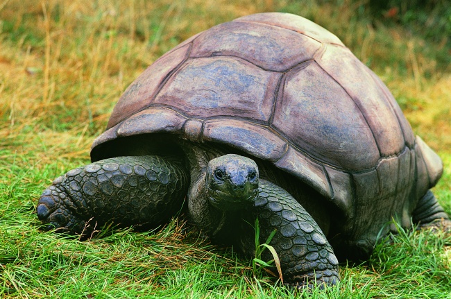 草地上的乌龟图片(点击浏览下一张趣图)