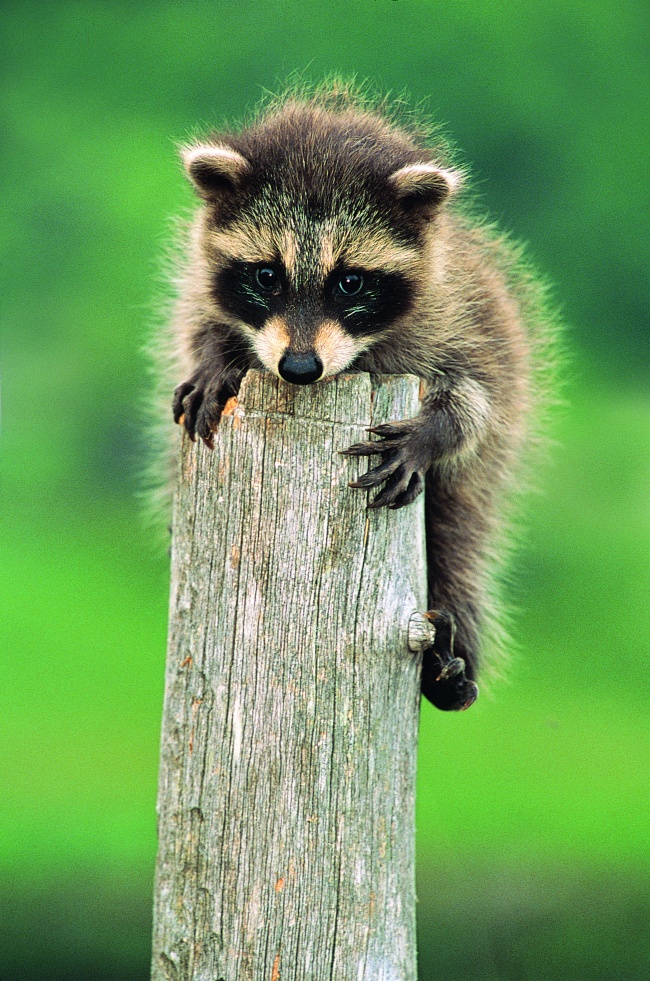 趴在木头上的小浣熊图片(点击浏览下一张趣图)