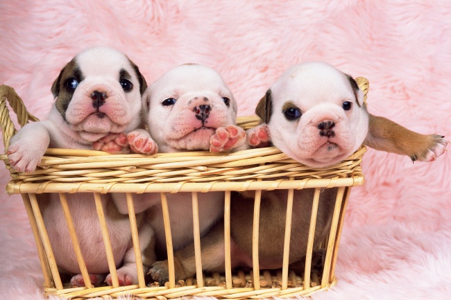 竹篮里的三只可爱小狗图片大全 (点击浏览下一张趣图)
