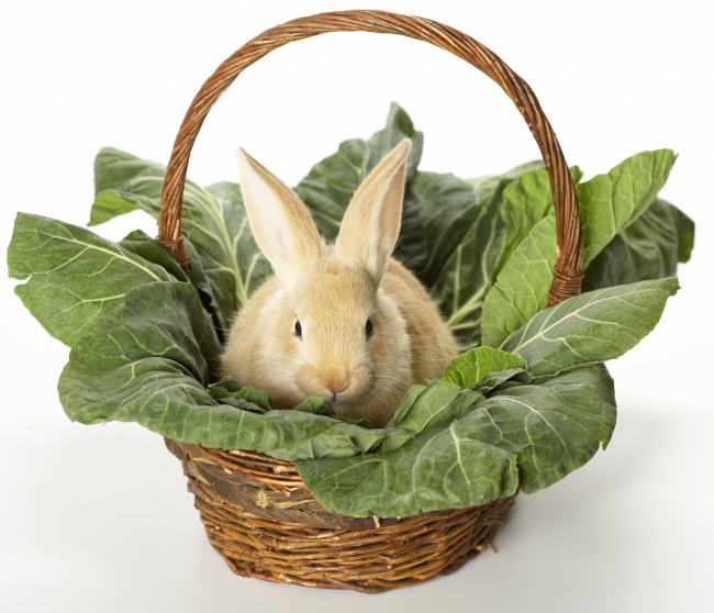 菜篮里的小白兔图片(点击浏览下一张趣图)