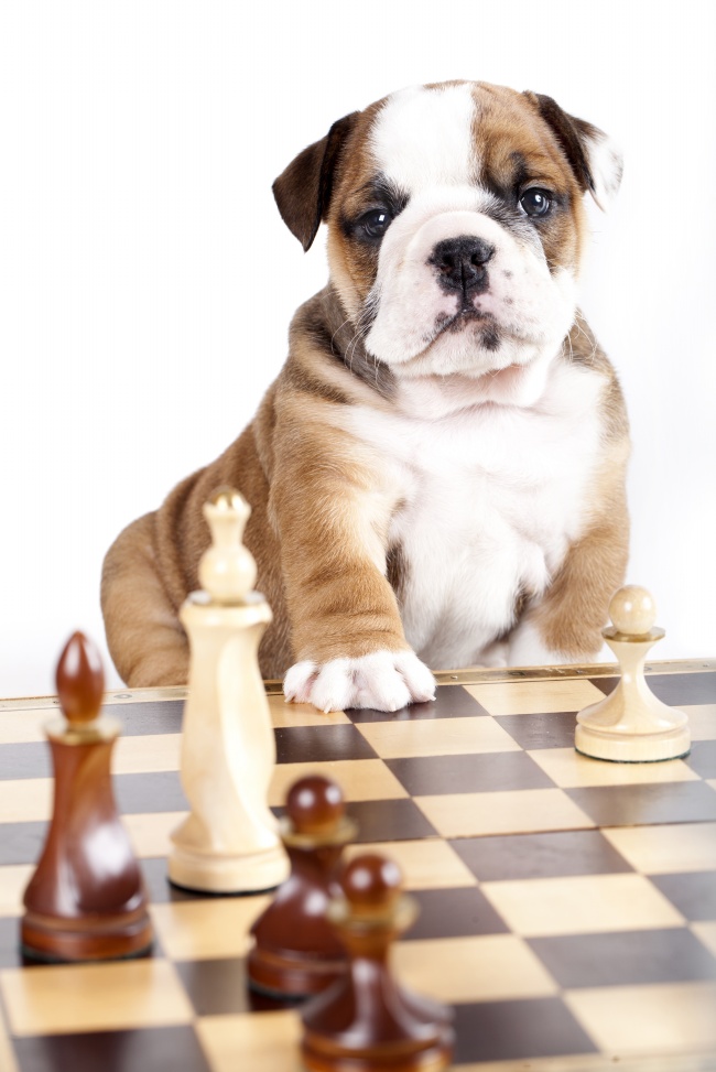 小狗与国际象棋图片(点击浏览下一张趣图)