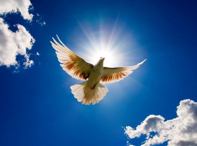 蓝天白云白鸽翱翔图片(点击浏览下一张趣图)