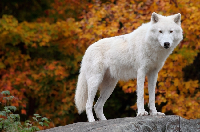 森林白狼图片(点击浏览下一张趣图)
