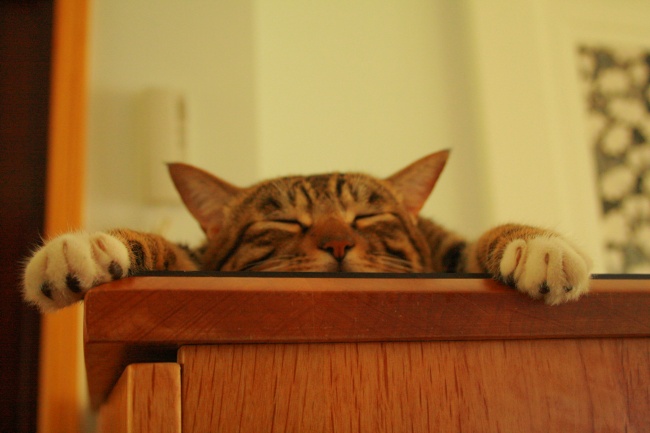 花纹猫咪午睡图片(点击浏览下一张趣图)