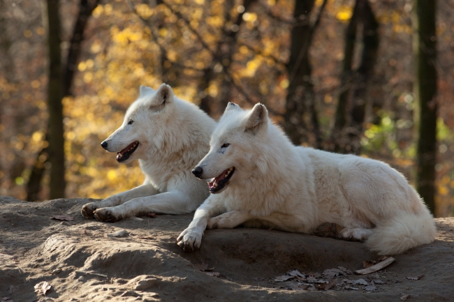 白狼动物图片(点击浏览下一张趣图)
