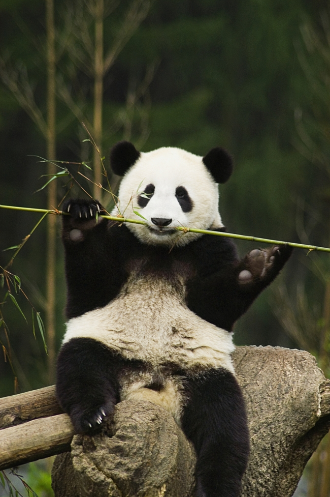 可爱熊猫高清大图图片(点击浏览下一张趣图)