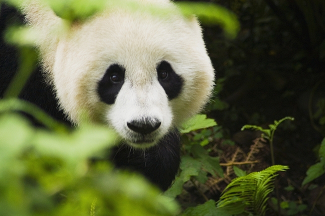熊猫可爱写真图片(点击浏览下一张趣图)