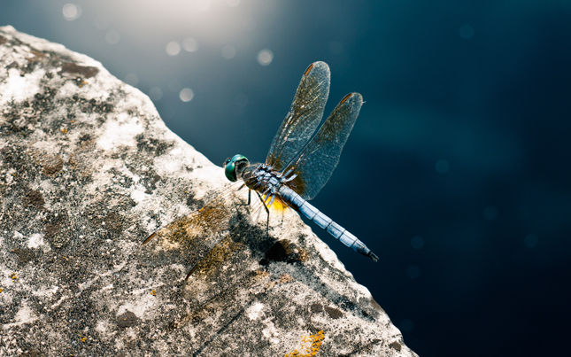 蓝色蜻蜓图片(点击浏览下一张趣图)