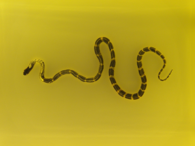 毒蛇图片(点击浏览下一张趣图)