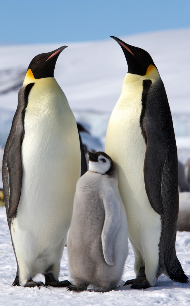 南极企鹅图片(点击浏览下一张趣图)