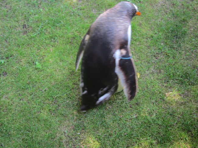 企鵝高清大图图片(点击浏览下一张趣图)