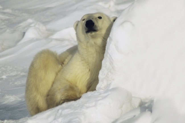 北极熊图片(点击浏览下一张趣图)