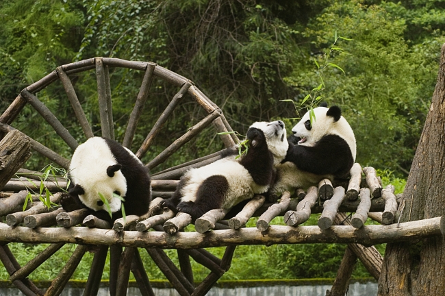 动物园熊猫图片(点击浏览下一张趣图)