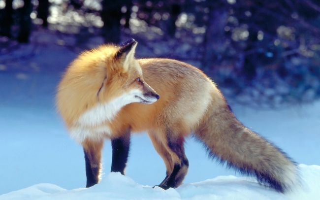 狐狸图片(点击浏览下一张趣图)