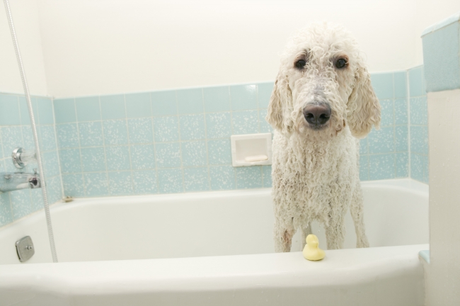 浴室狗狗图片(点击浏览下一张趣图)