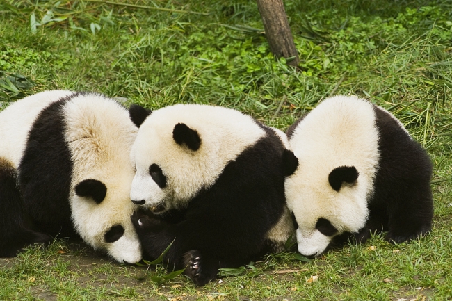 三只可爱小熊猫图片(点击浏览下一张趣图)