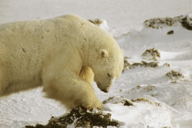 北极熊高清大图图片(点击浏览下一张趣图)