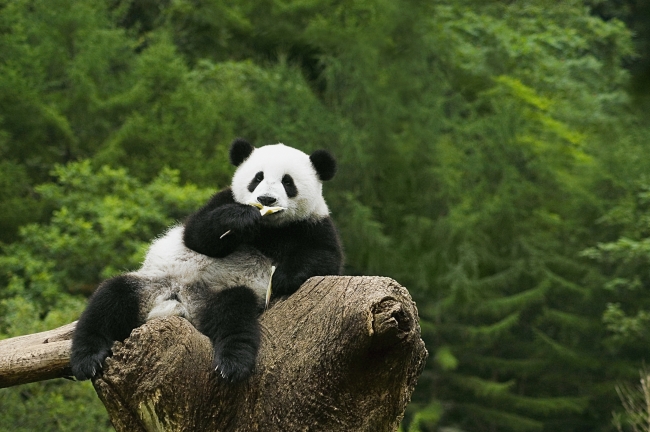 森林熊猫图片(点击浏览下一张趣图)