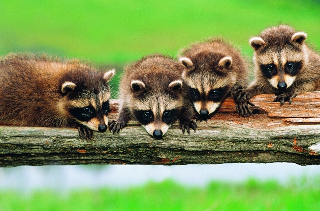 四只可爱浣熊图片(点击浏览下一张趣图)