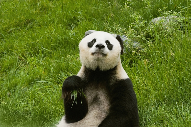 熊猫可爱图片(点击浏览下一张趣图)