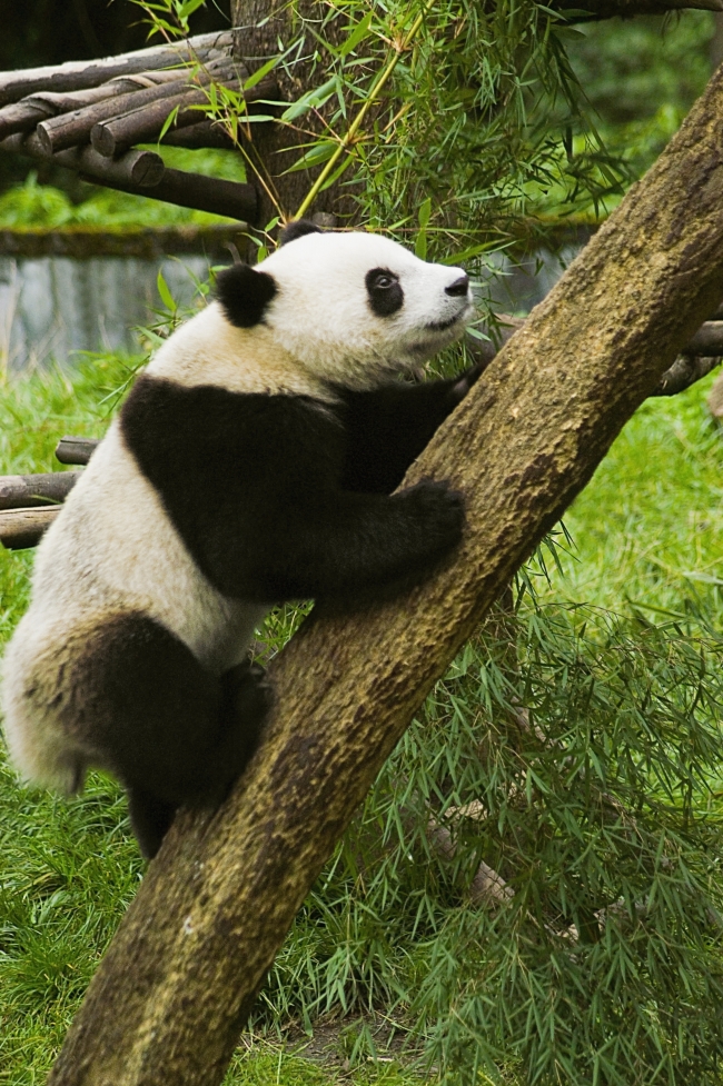 熊猫爬树图片(点击浏览下一张趣图)