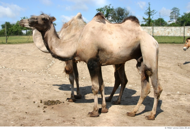 骆驼图片(点击浏览下一张趣图)