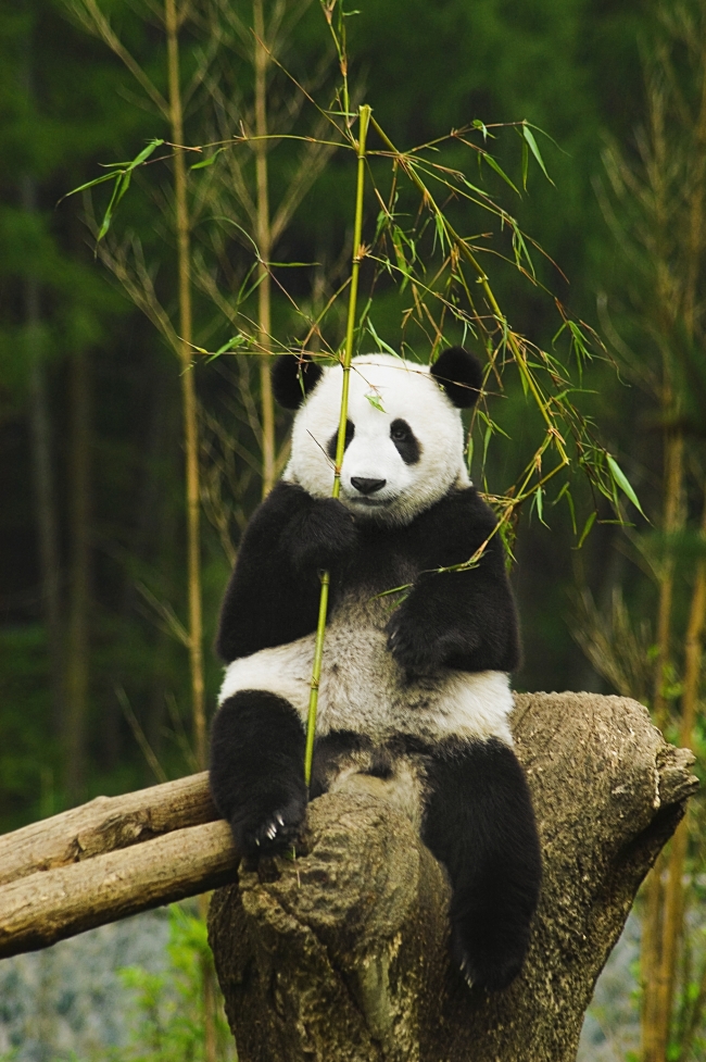 可爱熊猫图片(点击浏览下一张趣图)
