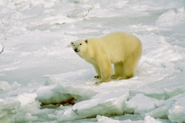 白色北极熊图片(点击浏览下一张趣图)