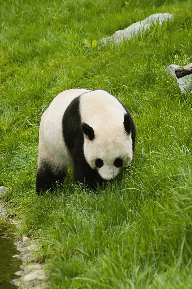 可爱大熊猫图片(点击浏览下一张趣图)