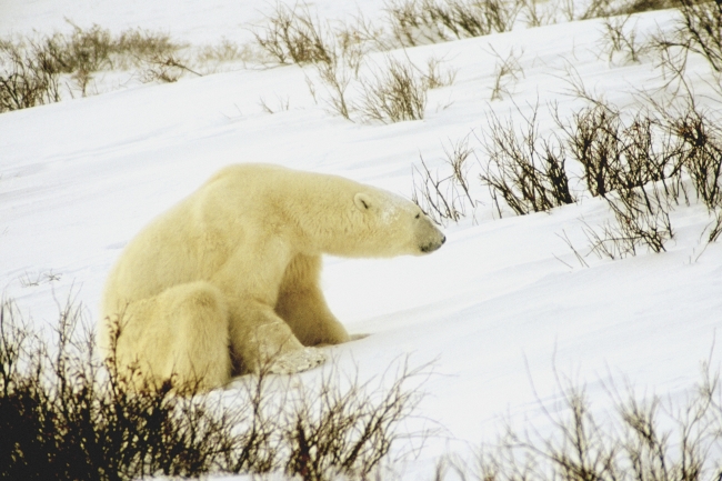 北极熊高清大图图片(点击浏览下一张趣图)